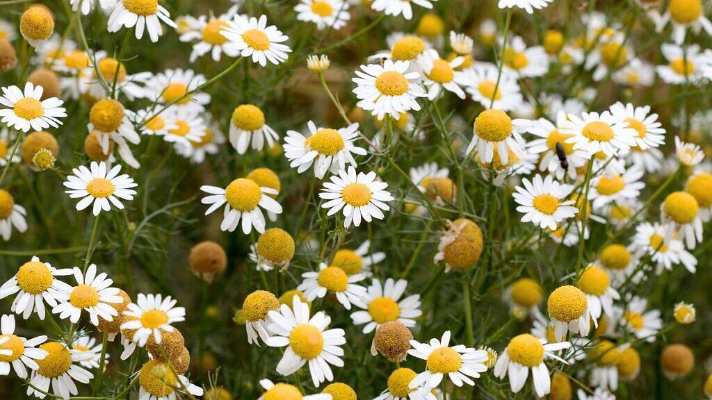 German Chamomile - Matricaria chamomilla