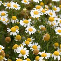 German Chamomile - Matricaria chamomilla