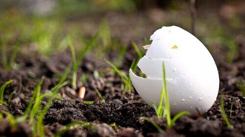 Don't Toss Them! How to Use Eggshells for Healthier Plants
