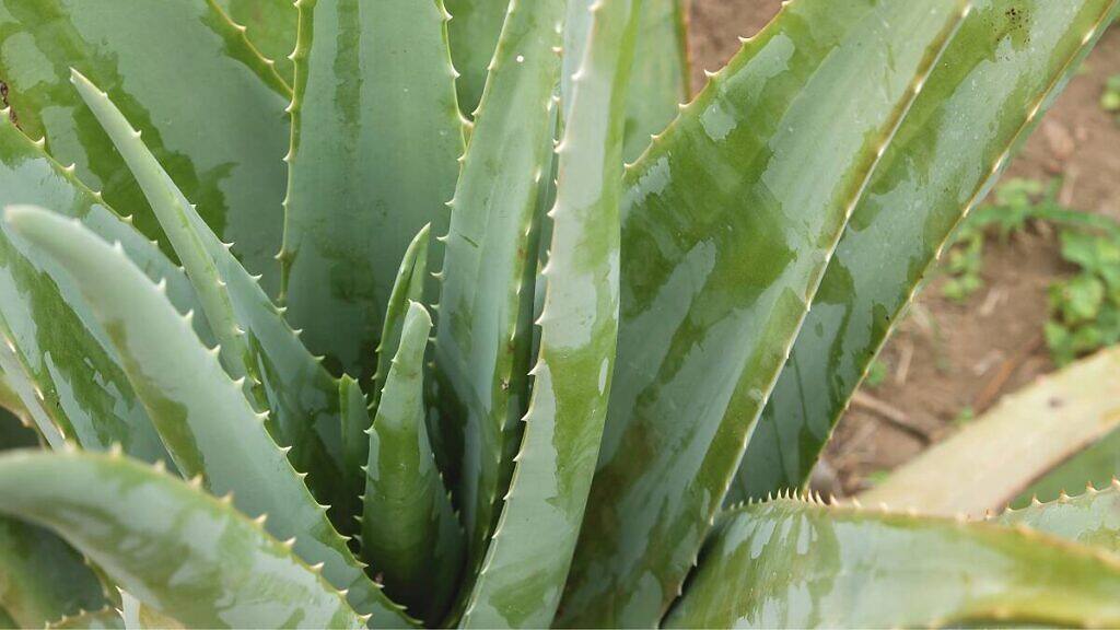 Aloe Vera - Aloe vera