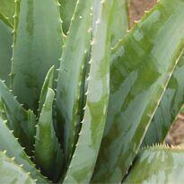 Aloe Vera - Aloe vera