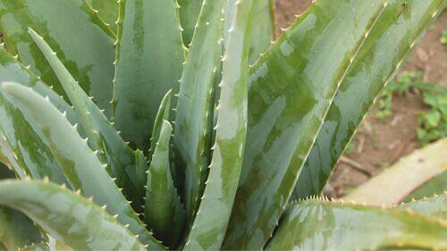 Aloe Vera - Aloe vera