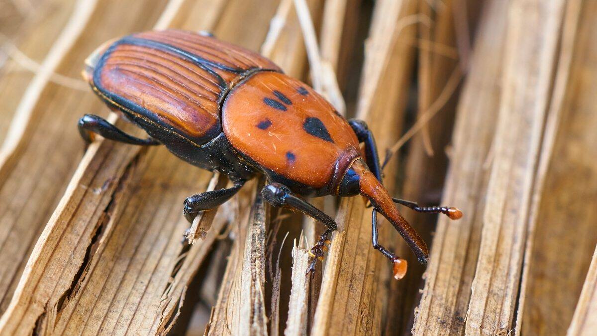 Red Palm Weevil - Rhynchophorus ferrugineus