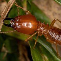 How to Control Termites in the Garden: A Detailed Guide