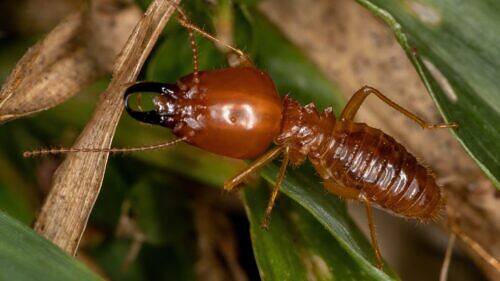 How to Control Termites in the Garden: A Detailed Guide