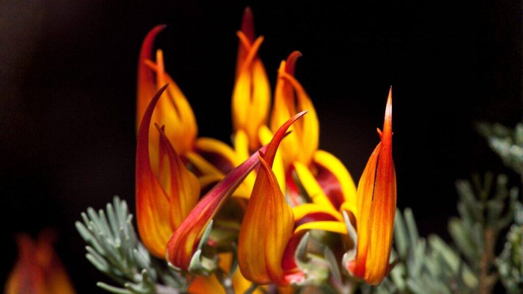 Parrot's Beak - Lotus berthelotii