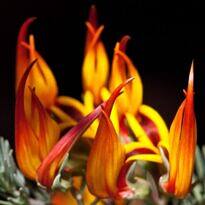 Parrot's Beak - Lotus berthelotii