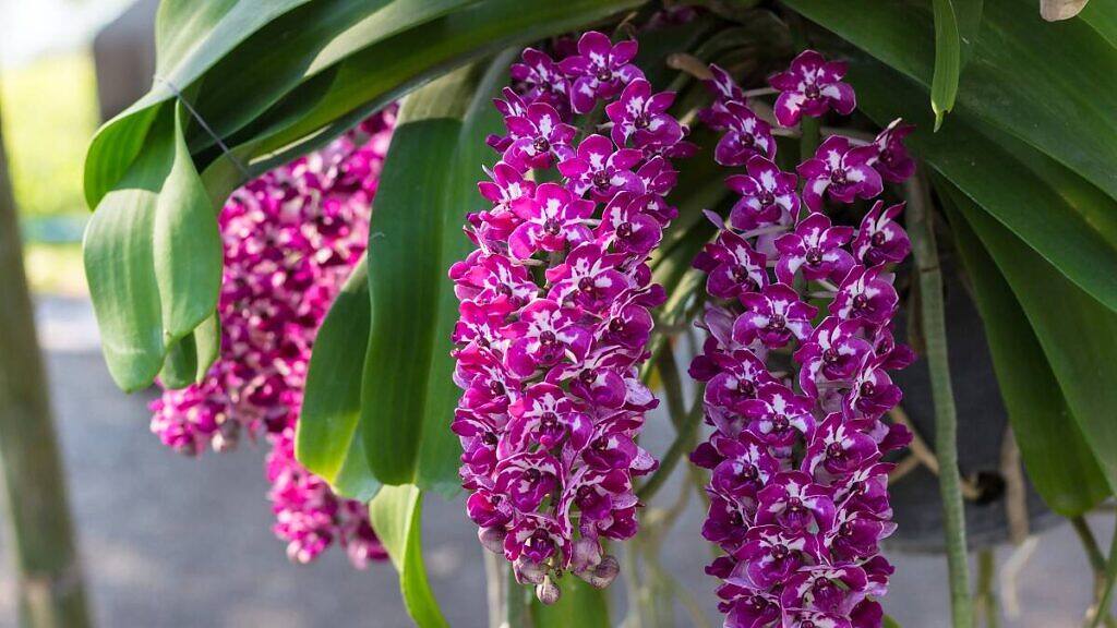 Foxtail Orchid - Rhynchostylis gigantea