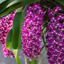 Foxtail Orchid - Rhynchostylis gigantea