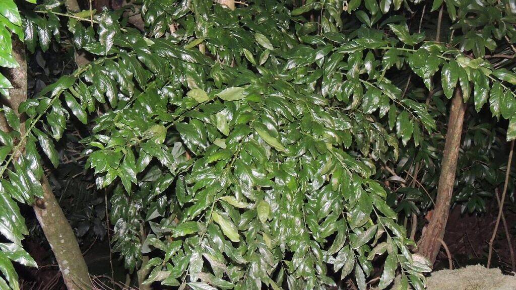 Limão-bravo - Seguieria langsdorffii