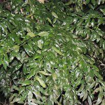 Limão-bravo - Seguieria langsdorffii