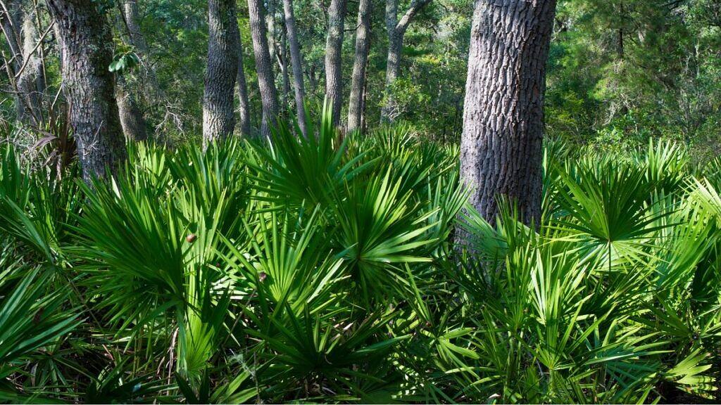 Saw Palmetto - Serenoa repens