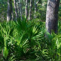 Saw Palmetto - Serenoa repens