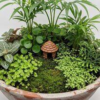 22 Enchanting Plants for Fairy Gardens in Pots