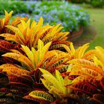 50 Colorful Foliage Plants to Transform Your Garden