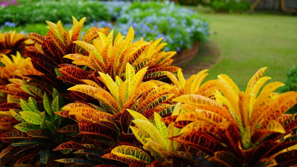 50 Colorful Foliage Plants to Transform Your Garden