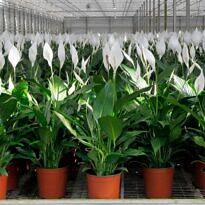 How to Grow Peace Lilies: Types and Essential Care