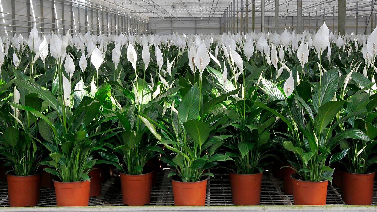 How to Grow Peace Lilies: Types and Essential Care