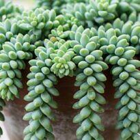 How to Grow a Full, Trailing Burro’s Tail Succulent