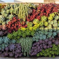 How to Create a Vertical Succulent Garden That Stays Beautiful for Years