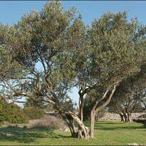 How to Grow an Olive Tree: Complete Home Gardening Guide