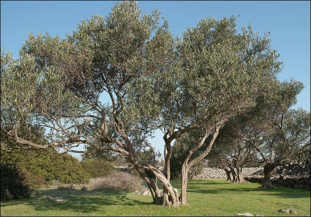 How to Grow an Olive Tree: Complete Home Gardening Guide