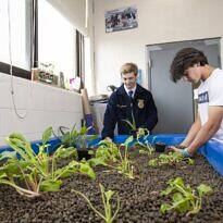Backyard Hydroponic Garden: Step‑by‑Step Setup Guide