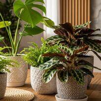 The Simple Care Routine That Made My Indoor Plants So Much Healthier