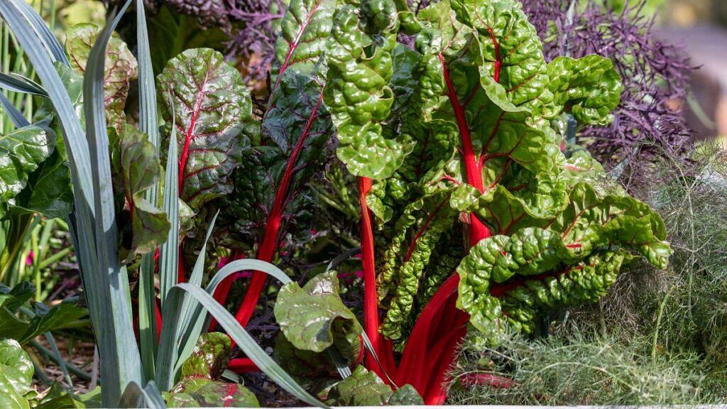 What to Plant in January in Southern Regions: A Complete Vegetable Garden Guide