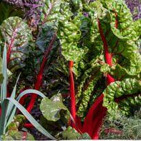 What to Plant in January in Southern Regions: A Complete Vegetable Garden Guide