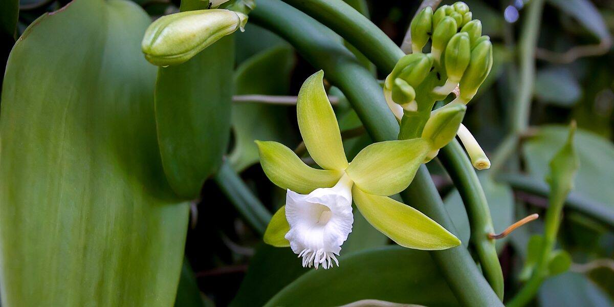 Is Vanilla Orchid Really Hard to Grow? The Truth About Cultivating This Exotic Vine