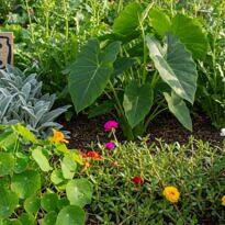 PANCs Explained: What Unconventional Edible Plants Are and Why They Matter