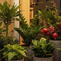 Prosperity Plants: 7 Easy Options to Attract Abundance in Brazil