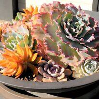 Giant Succulents in Pots: Best Varieties and Care Tips