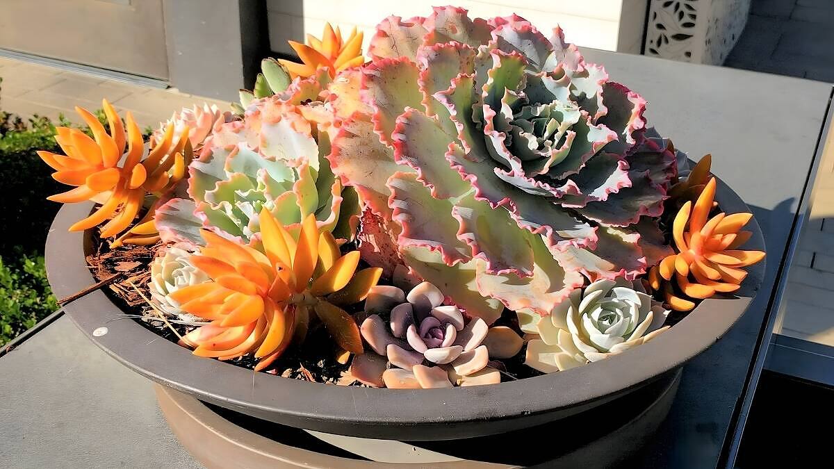 Giant Succulents in Pots: Best Varieties and Care Tips