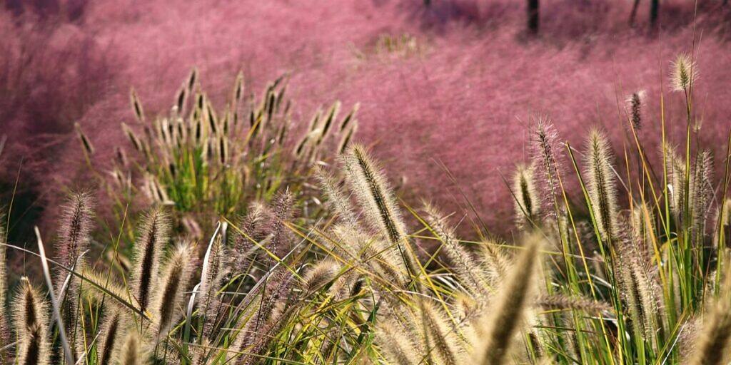 20 Ornamental Grasses to Transform Your Garden Landscaping