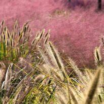 20 Ornamental Grasses to Transform Your Garden Landscaping