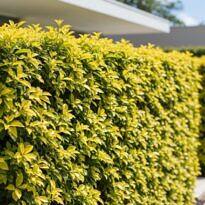 Fast-Growing Privacy Hedges: 11 Plants That Quickly Close Off Your Garden