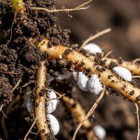Root Mealybugs: How to Spot and Eliminate This Hidden Pest
