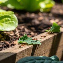 How to Control Leafcutter Ants: Practical Guide for Your Vegetable Garden