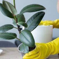 Essential Care Tips to Grow a Stronger Ficus elastica (Rubber Plant)