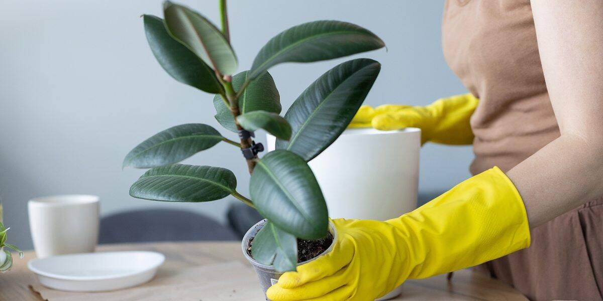 Essential Care Tips to Grow a Stronger Ficus elastica (Rubber Plant)