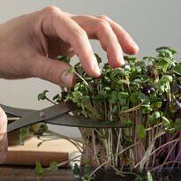 7-Day Microgreens: The Fastest Way to Grow a Kitchen Garden