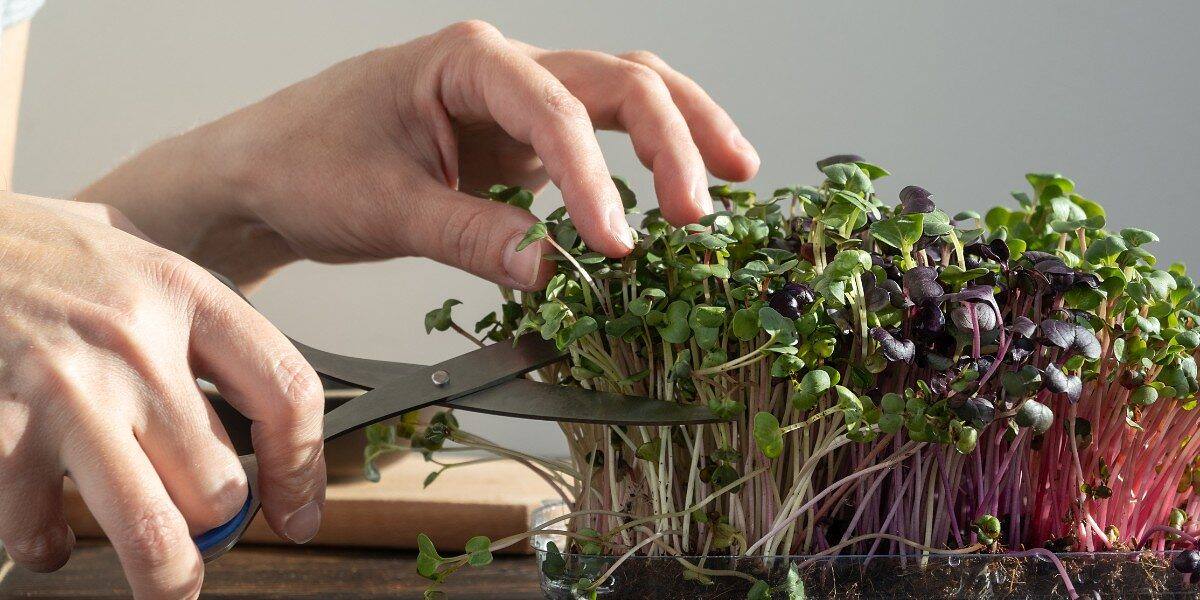 7-Day Microgreens: The Fastest Way to Grow a Kitchen Garden