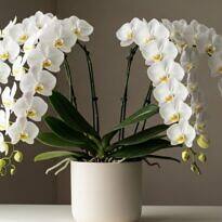 Cascading Orchids: What They Are and How to Create the Waterfall Effect