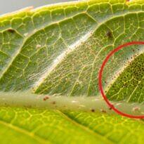 Summer Garden Pests: How to Spot Them Fast and Control Them Safely at Home