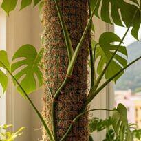 Moss Pole Guide: How to Make and Use It for Climbing Foliage