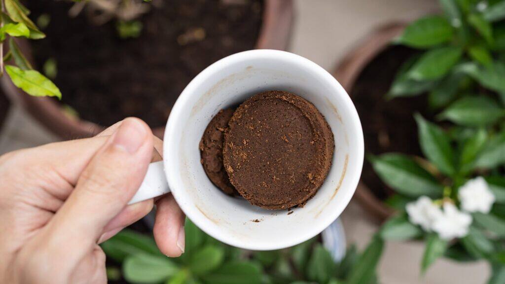 Coffee Grounds for Plants: Learn the Right Way to Use Them
