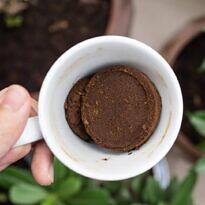 Coffee Grounds for Plants: Learn the Right Way to Use Them