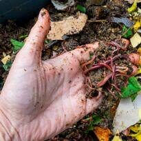Homemade Worm Bin: A Step-by-Step Guide